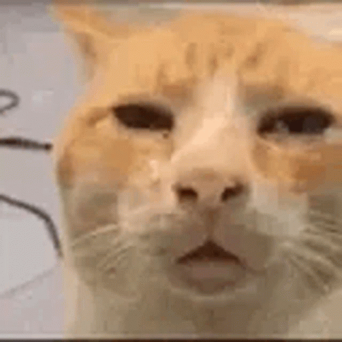 Huh Cat