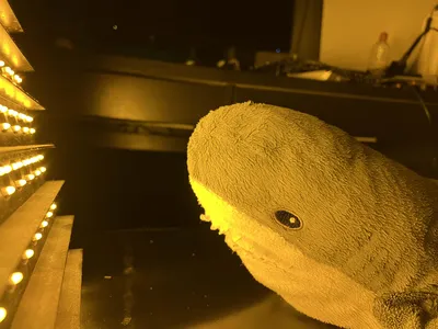 Blåhaj basking in orange light
